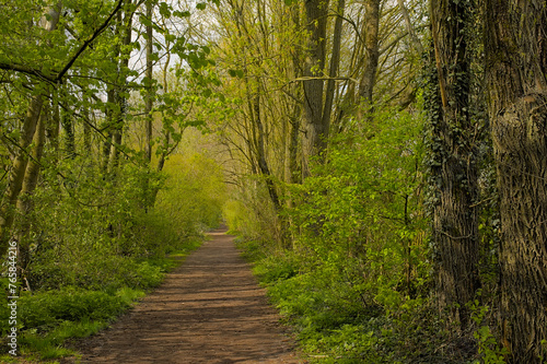 Hiking trail through a fresh green spring forest in Gentbrugse Meersen nature reserve  Ghent  Flanders  Belgium 