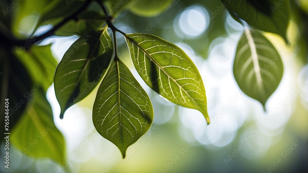 leafs texture pattern, leaf background with veins and cells - macro photography bokeh leafs texture pattern, leaf background with veins and cells - macro photography bokeh