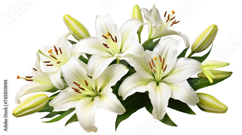 Elegant blooming lilies with buds, cut out photo