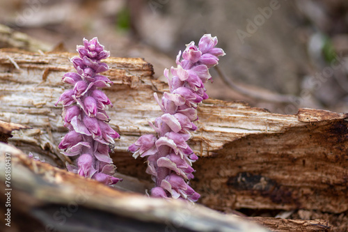 Lathraea squamaria common toothwort parasitic plants in bloom, woodland wild flowering flowers photo
