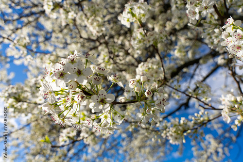 Spring Pear Tree White Blossoms. 