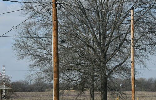Wooden Utility Poles and Trees