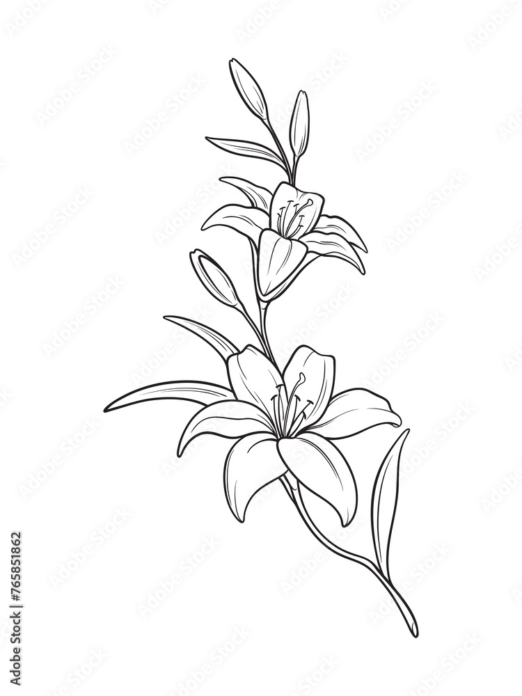 Lily branch flowers hand drawn line art tattoo design isolated vector illustration.