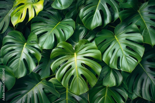 Lush tropical leaves in various shades of green forming a dense pattern.