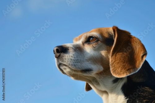 A Beagle with a playful expression, photographed against a clear blue sky, leaving space for text on the top right corner.