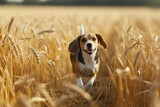 A Beagle with a wagging tail, captured mid-run through a field of golden wheat, providing space for text on the top left corner.