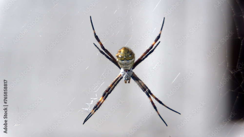 Orb weaver spider in a web in Cotacachi, Ecuador Orb weaver spider in a web in Cotacachi, Ecuador