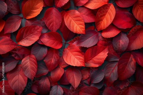 Layered autumn leaves in a spectrum from golden yellow to deep crimson.