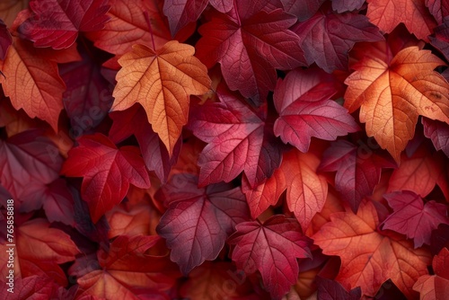 A tapestry of autumn leaves in vibrant shades of red and orange.