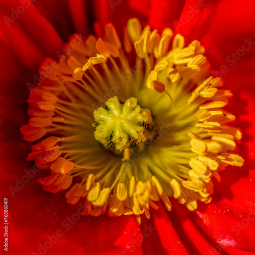 Fleur de pavot rouge en macro avec ses pistils photo