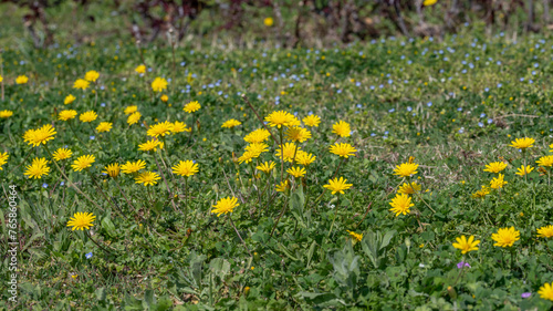 Fleurs de pissenlits au printemps dans une prairie