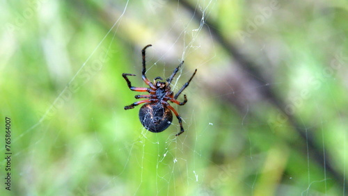 Spider in a web in Cotacachi, Ecuador © Angela