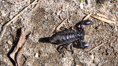 Exoskeleton of a scorpion on the ground in Cotacachi, Ecuador © Angela