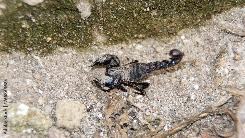 Exoskeleton of a scorpion on the ground in Cotacachi, Ecuador Exoskeleton of a scorpion on the ground in Cotacachi, Ecuador