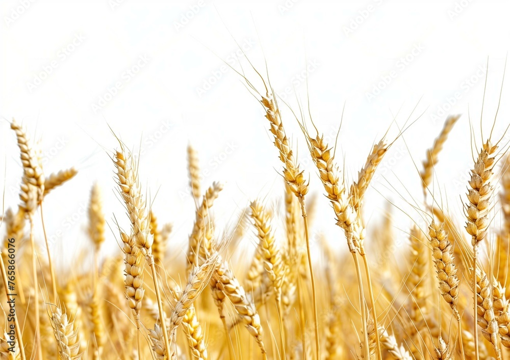 Golden Wheat Field Close-Up on Sunny Day Agricultural Background Golden Wheat Field Close-Up on Sunny Day Agricultural Background