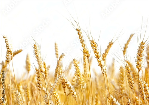 Golden Wheat Field Close-Up on Sunny Day Agricultural Background