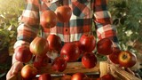 Closeup of Farmer Holding Wooden Crate with Falling Red Apples.