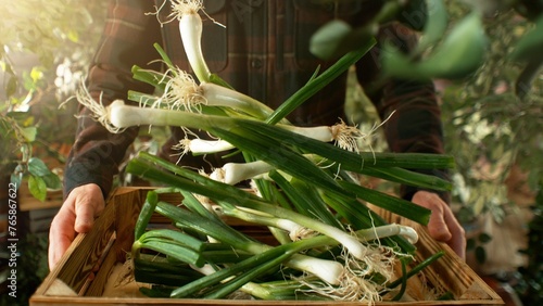 Closeup of Farmer Holding Wooden Crate with Falling Spring Onions.