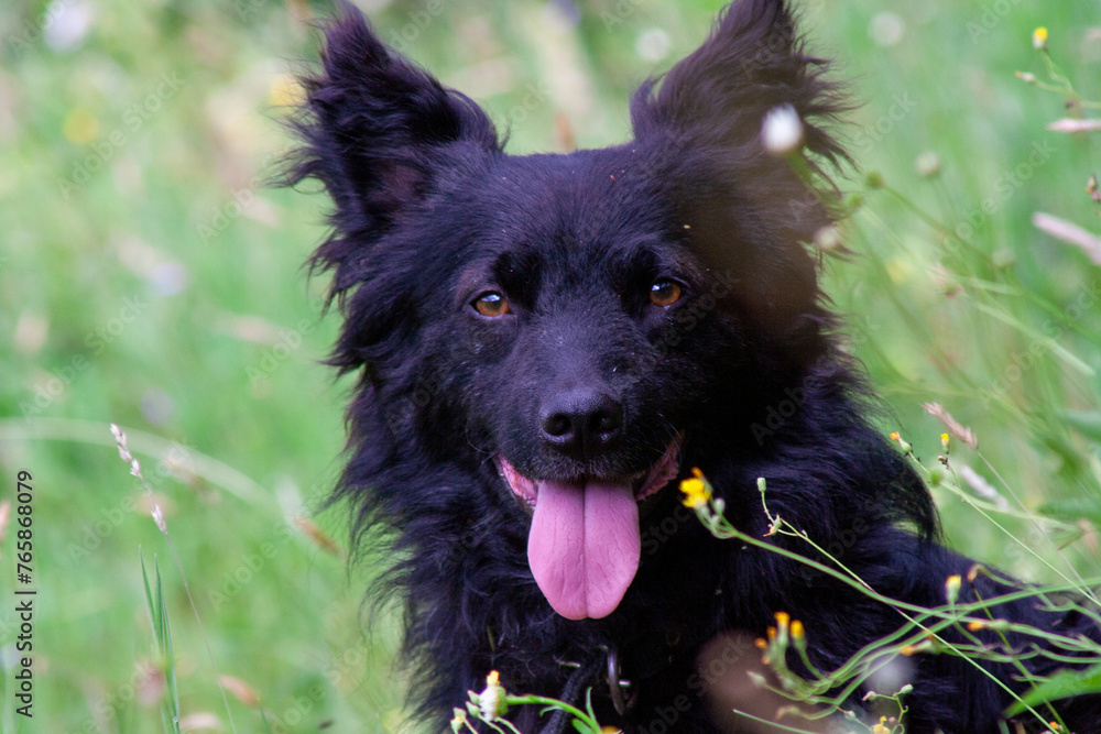 black dog black dog