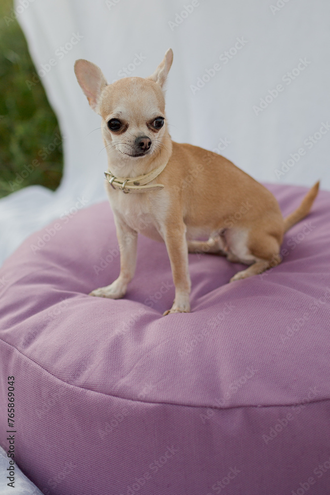 chihuahua puppy sitting on pillow for dogs