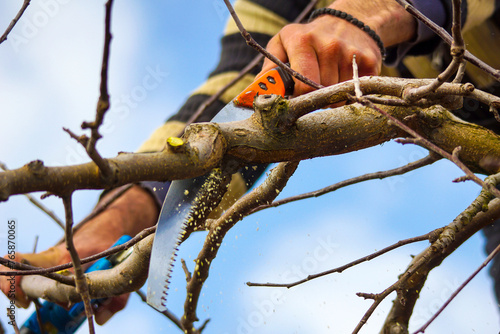 Winter pruning of apple tree agriculture concept . pruners with electric secateur and saw