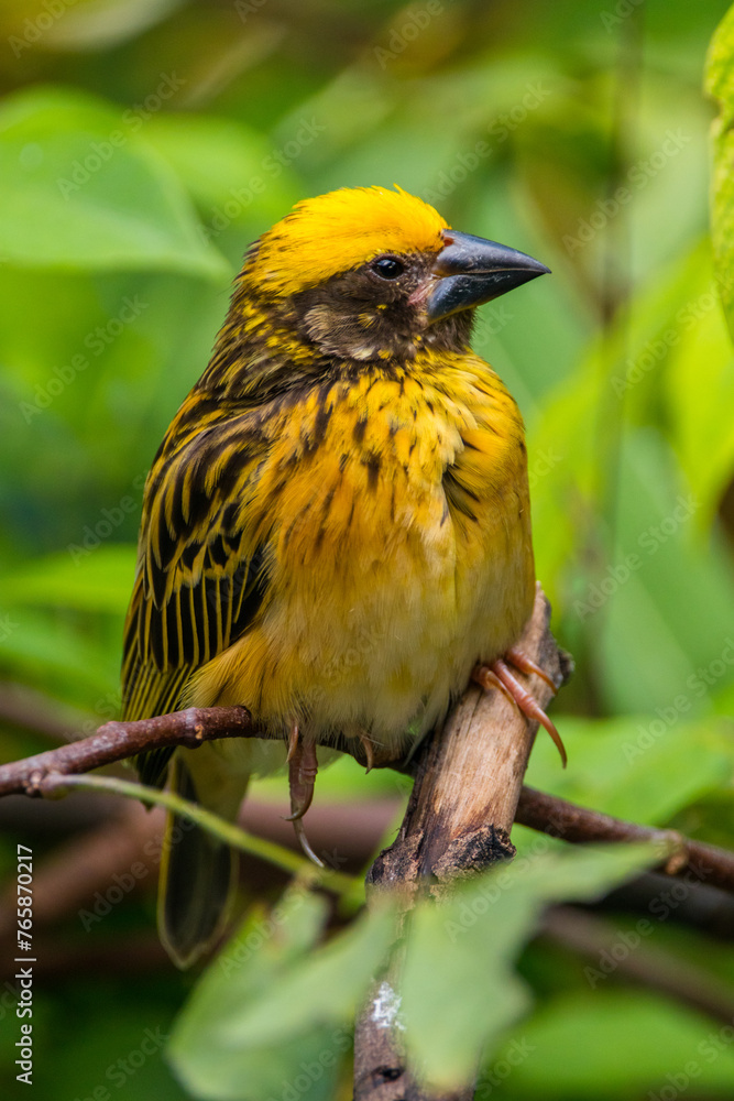The streaked weaver (Ploceus manyar) is a species of weaver bird found in South Asia and South-east Asia The streaked weaver (Ploceus manyar) is a species of weaver bird found in South Asia and South-east Asia