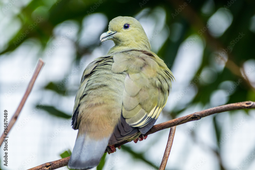 Obraz premium The pink-necked green pigeon (Treron vernans) is a species of bird of the pigeon and dove family, Columbidae. It is a common species of Southeast Asia