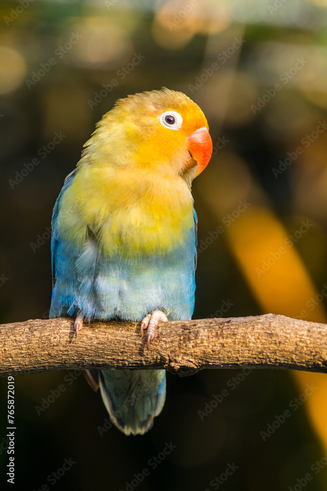 Fototapeta premium Fischer's lovebird (Agapornis fischeri) is a small parrot species of the genus Agapornis.