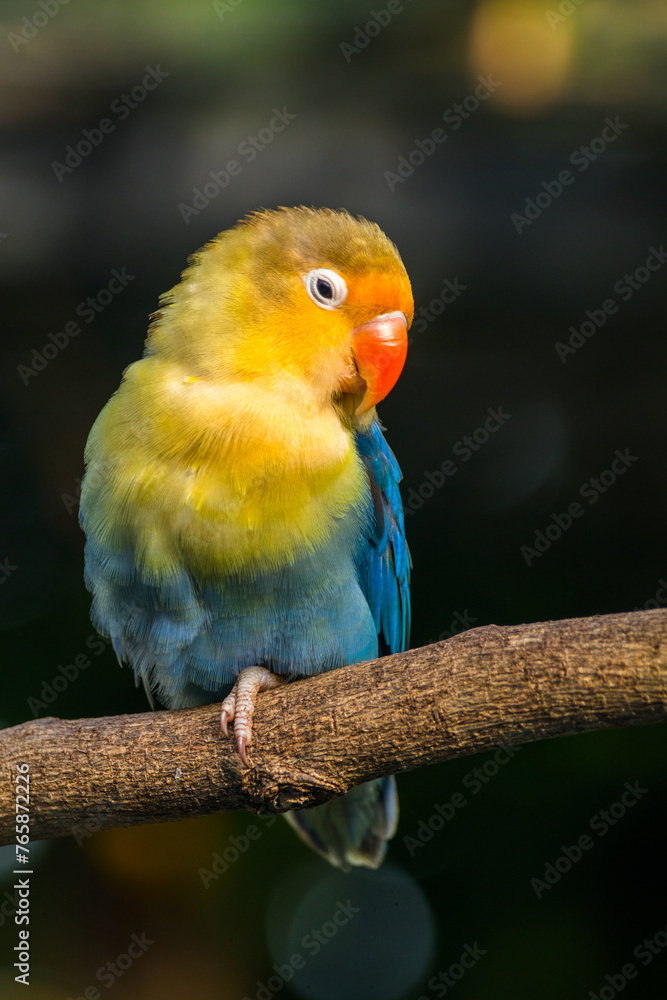 Fototapeta premium Fischer's lovebird (Agapornis fischeri) is a small parrot species of the genus Agapornis.