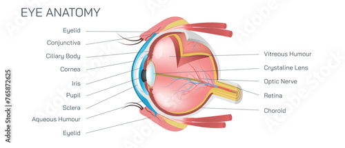 Internal and external eye anatomy vector illustration. Structure and parts of human eye. The eye structure lets light enter and pass through a series of components and sections to look at something.