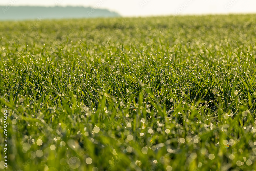 dew drops on the stems of young green wheat in autumn