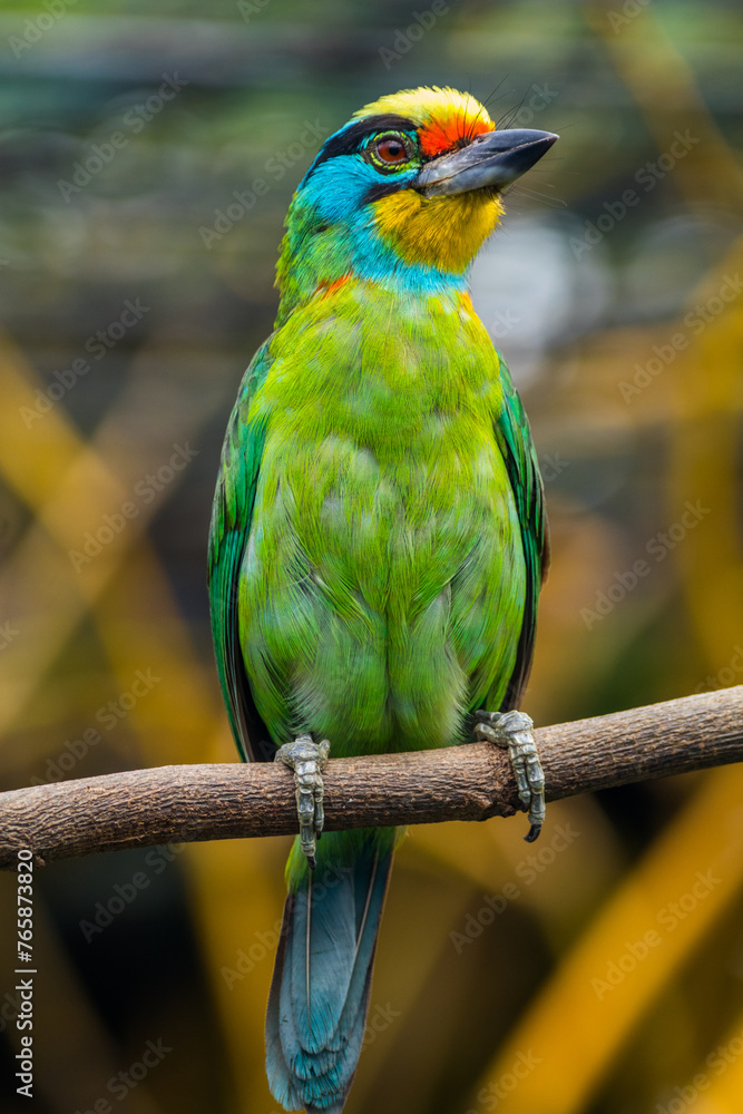 Obraz premium The red-throated barbet (Psilopogon mystacophanos) is a species of bird in the family Megalaimidae