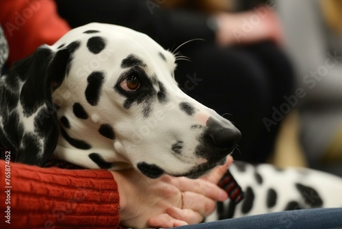 A dignified Dalmatian participating in a therapy dog session, bringing comfort and joy to those in need © Anna