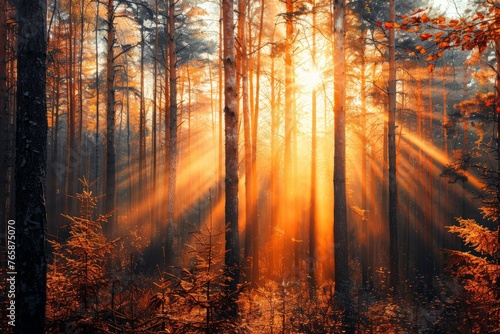 The suns rays filter through the dense forest canopy  creating a play of light and shadow on the forest floor