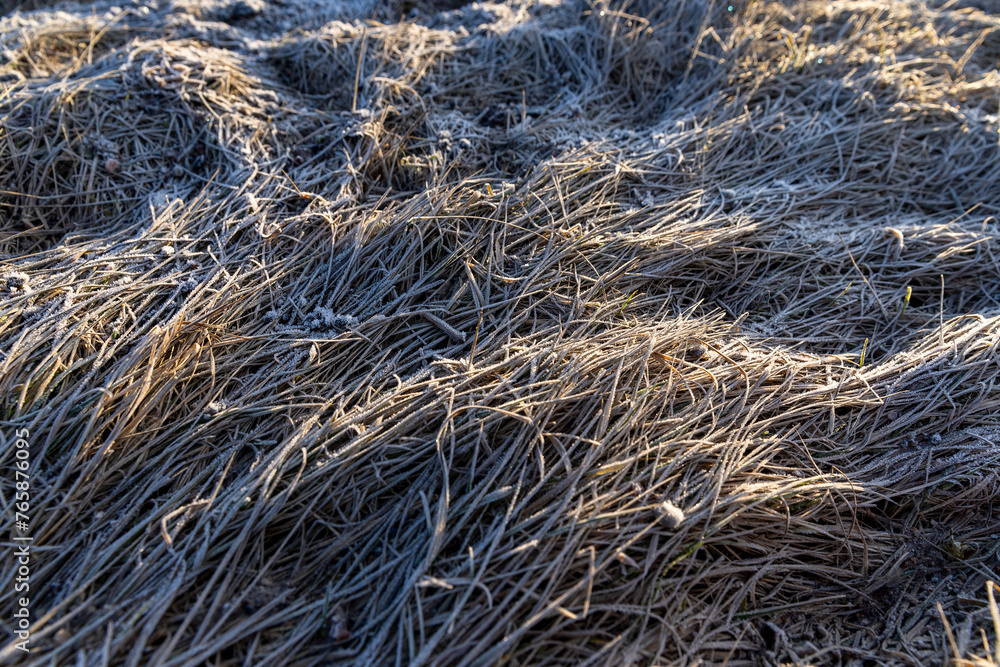 the field with frozen winter grass in the morning