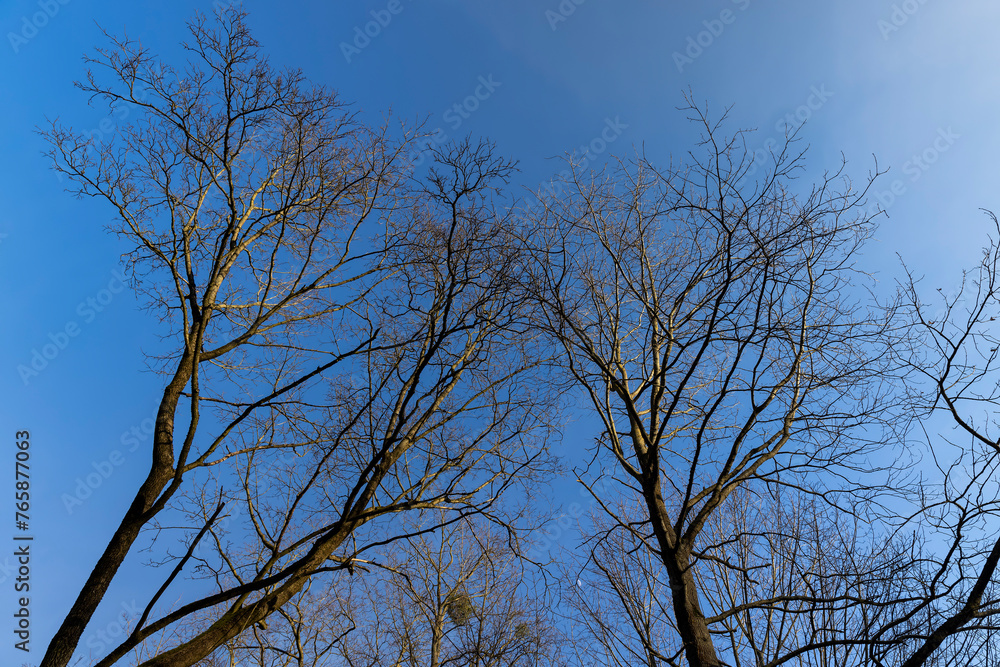 last year's foliage hangs on the branches of an oak tree in February last year's foliage hangs on the branches of an oak tree in February