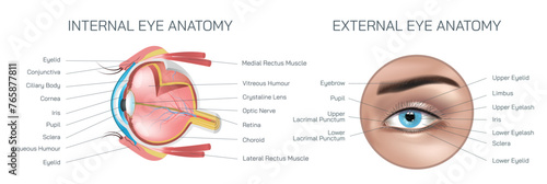 Internal and external eye anatomy vector illustration. Structure and parts of human eye. The eye structure lets light enter and pass through a series of components and sections to look at something.
