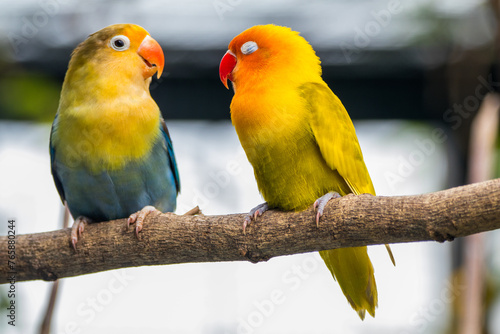 Fischer's lovebird (Agapornis fischeri) is a small parrot species of the genus Agapornis. photo