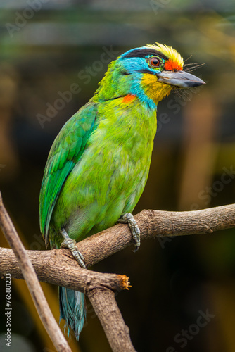 The red-throated barbet (Psilopogon mystacophanos) is a species of bird in the family Megalaimidae © lessysebastian