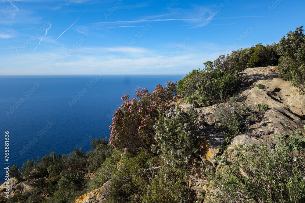 View of the Mediterranean in the south of France. In the foreground you can see the typical vegetation of the region