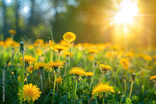 Sunshine on the field with blooming dandelions in natural park 