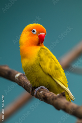 Fischer's lovebird (Agapornis fischeri) is a small parrot species of the genus Agapornis.