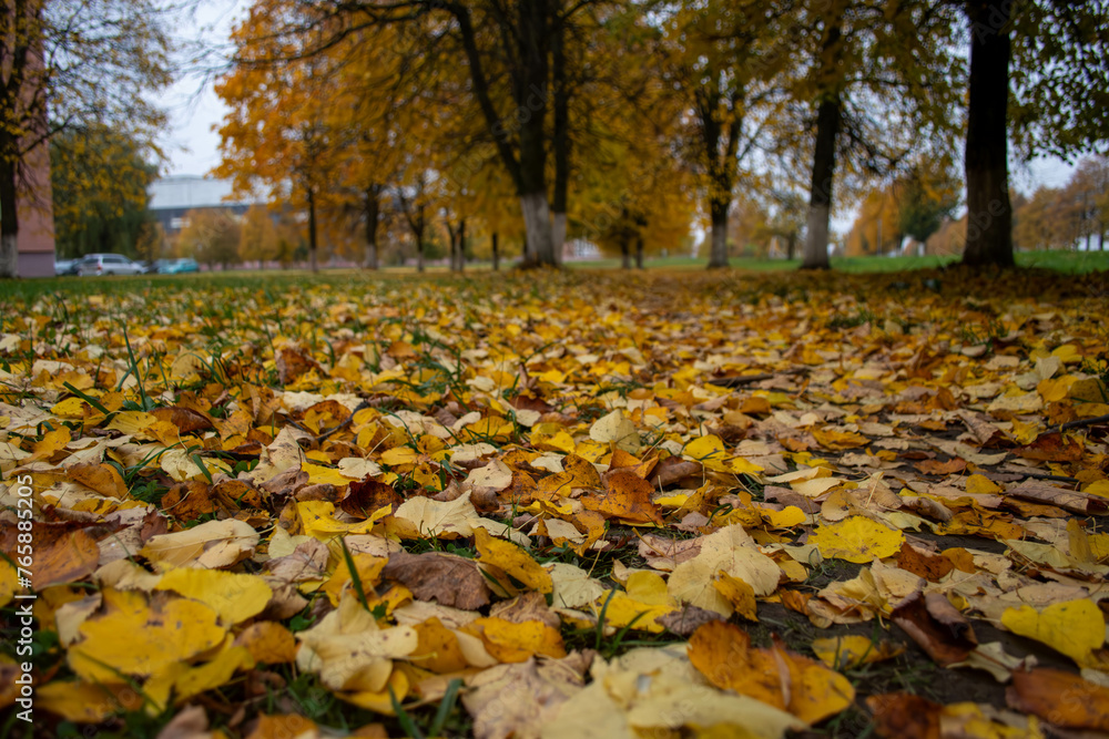 autumn leaves in the park in autumn autumn leaves in the park in autumn