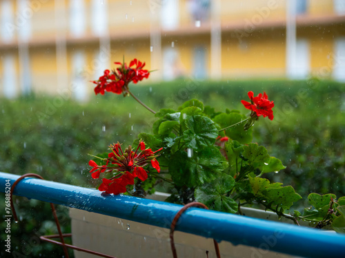 red flower with fallen raindrops