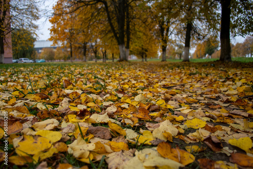 autumn leaves in the park in autumn