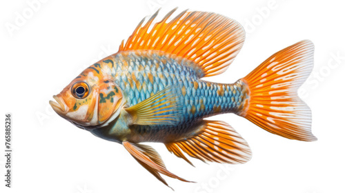A colourful rare exotic fish isolated on a transparent background