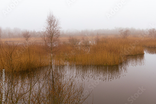 A lake surrounded by tall grass and trees under a cloudy sky.