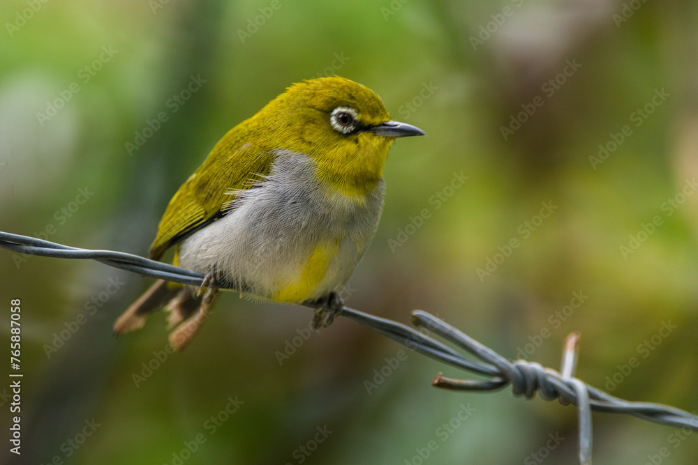 The Javan white-eye (Zosterops flavus) is a bird species in the family Zosteropidae that occurs in Java and Borneo The Javan white-eye (Zosterops flavus) is a bird species in the family Zosteropidae that occurs in Java and Borneo
