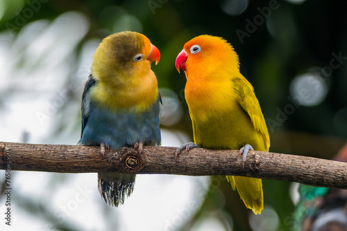 Fischer's lovebird (Agapornis fischeri) is a small parrot species of the genus Agapornis.