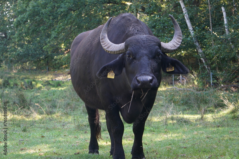 Grasender schwarzer Wasserbüffel mit großen Hörnern steht auf der Weide, Frontal Grasender schwarzer Wasserbüffel mit großen Hörnern steht auf der Weide, Frontal